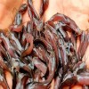 Desi Mahur Fish Seed