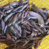 Desi Mahur Fish Seed