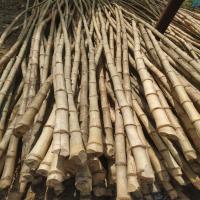 Dried Bamboo Sticks, 3mm thickness, 5 inch diameter