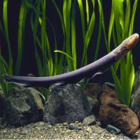 Electric Eel Fish 