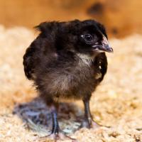 Farm Black Chick Image