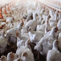 Farm Broiler Chicken