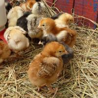 Farm Brown Chicks