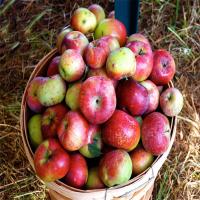 Farm Organic Apple Fruit
