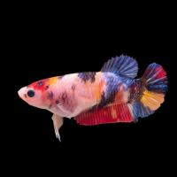Female Betta Fighter Fish, Smaller size, simpler color