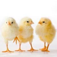 Female Cobb Broiler Chicks Image