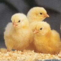 Female Cobb Broiler Chicks