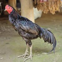 Fighter Chicken Breed Image