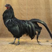 Fighter Chicken Breed