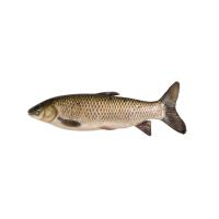 Fresh Carp Fish Image