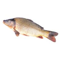 Fresh Carp Fish