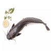 Fresh Cat Fish