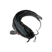 Fresh Catfish Seeds Image