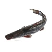 Fresh Catfish Seeds