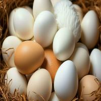 Fresh Chicken White Egg