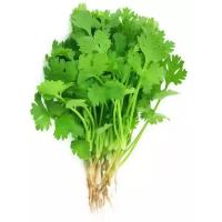Fresh Coriander Leaves Image