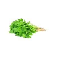 Fresh Coriander Leaves