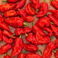 Fresh Ghost Pepper