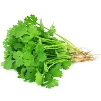 Fresh Green Coriander Image
