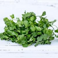Fresh Green Coriander