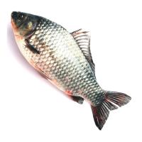 Fresh Katla Fish Image