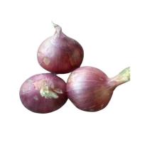 Fresh Natural Onion Image