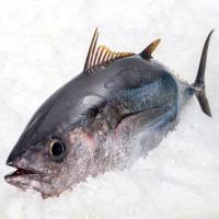 Frozen Tuna Fish