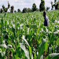 Generic Agricultural Herbicides