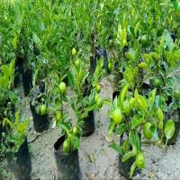 Grafted Kolkata Pati Lemon Plant