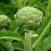 Green Artichokes