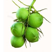 Green Fresh Coconut