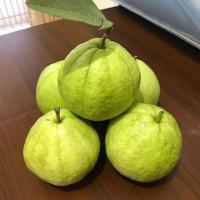 Green Fresh Guava Image