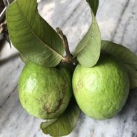 Green Fresh Guava