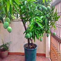 Green Mango Tree