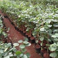 Green Sandalwood Plant