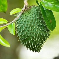 Green Soursop Fruit