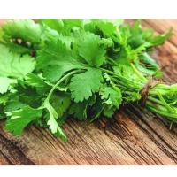Green Wonder-coriander Seeds