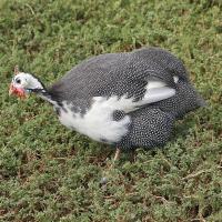 Guinea Fowl Bird