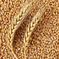 Hard Food Grains