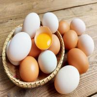Healthy Chicken Egg