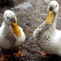 Healthy Ducks Farming
