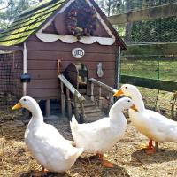 Healthy Ducks Farming