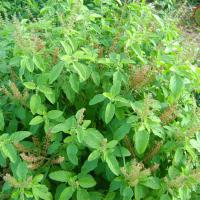 Herbal Natural Tulsi