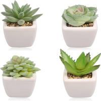 Home Decorative Succulent