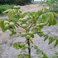 Hybrid Amra Fruit Plants
