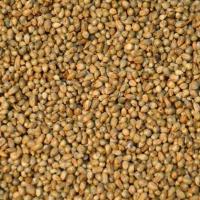 Hybrid Bajra Seed