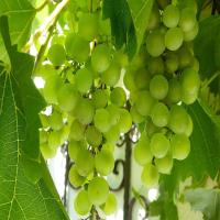 Indian Fresh Grapes