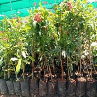 Jatropha Saplings 