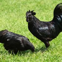 Kadaknath Hen Chicks Image