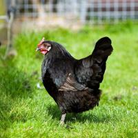 Kadaknath Hen Chicks